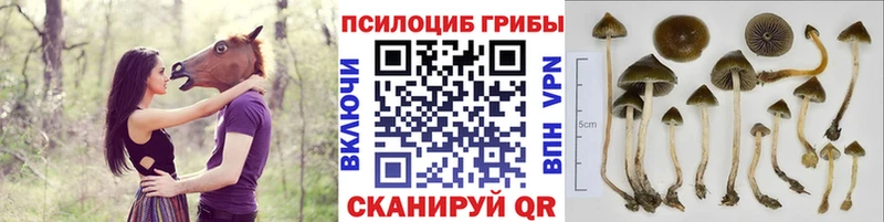 ОМГ ОМГ маркетплейс  купить  сайты  Хабаровск  Псилоцибиновые грибы MAGIC MUSHROOMS 